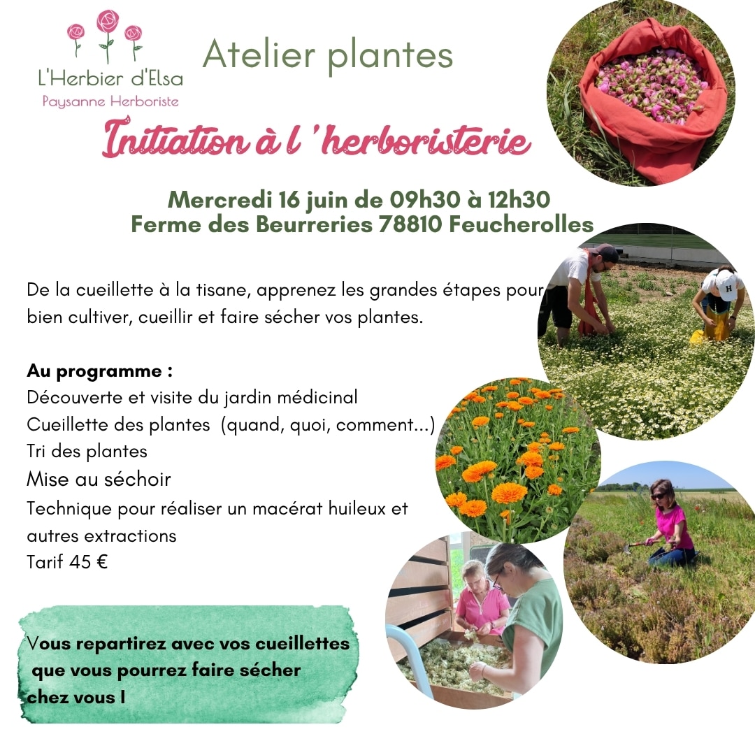 Atelier initiation au métier de Paysan Herboriste 16 juin 2027