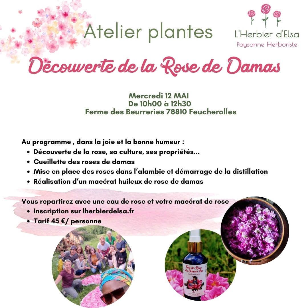 Atelier découverte de la Rose de Damas: